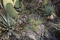 Black-tailed Rattlesnake (Crotalus molossus) on rocks, Chiricahua Mountains, Arizona