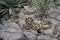 Black-tailed Rattlesnake (Crotalus molossus) on rocks, Chiricahua Mountains, Arizona