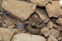 Ridge-nosed Rattlesnake (Crotalus willardi) gravid female basking in Huachuca Mountains, Arizona