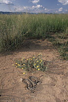 Massasauga (Sistrurus catenatus) in grass, southeastern Arizona