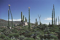 Boojum Tree (Idria columnaris) group blooming in desert, Baja California, Mexico