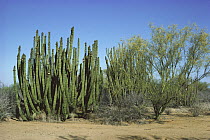 Organ Pipe Cactus (Stenocereus thurberi) and flowering Paloverde in spring, Hermosillo, Sonoran Desert, Mexico