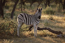 Burchell's Zebra (Equus burchellii) portrait, side view, Etosha National Park, Namibia