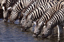 Burchell's Zebra (Equus burchellii) drinking from waterhole, Etosha National Park, Namibia