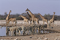 Burchell's Zebra (Equus burchellii) and Giraffe (Giraffa camelopardalis) at waterhole, Etosha National Park, Namibia