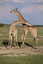 Angolan Giraffe (Giraffa giraffa angolensis) necking, Etosha National Park, Namibia