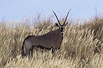 Gemsbok (Oryx gazella) profile, side view, Kalahari Gemsbok National Park, Africa
