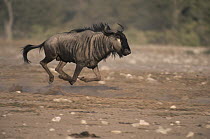 Blue Wildebeest (Connochaetes taurinus) running, Etosha National Park Reserve, Namibia