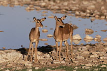 Black-faced Impala (Aepyceros melampus petersi) mother with young at waterhole, Etosha National Park, Namibia