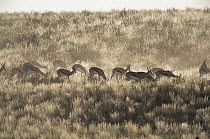 Springbok (Antidorcas marsupialis) grazing, Kalahari Gemsbok National Park, South Africa