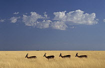 Springbok (Antidorcas marsupialis) in grass, Etosha National Park, Namibia