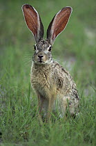 Scrub Hare (Lepus saxatilis) portrait, Namib Desert, Namibia