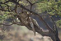 Leopard (Panthera pardus) resting in tree, Dirstenbrok, Namibia