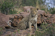 Leopard (Panthera pardus) alert, sitting on rocks, Okonjima Game Ranch, Namibia