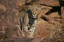 Leopard (Panthera pardus) curiously approaching camera, Okonjima Game Ranch, Namibia