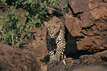 Leopard (Panthera pardus) on rocks, Okonjima Game Ranch, Namibia