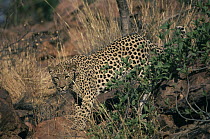 Leopard (Panthera pardus) on rocks, watching, Okonjima Game Ranch, Namibia
