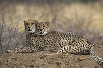 Cheetah (Acinonyx jubatus) pair, Okonjima Game Ranch, Namibia