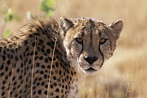 Cheetah (Acinonyx jubatus), Okonjima Game Ranch, Namibia