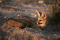 Cape Fox (Vulpes chama), Etosha National Park, Namibia