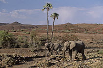 African Elephant (Loxodonta africana), Namib, Damaraland, Namibia