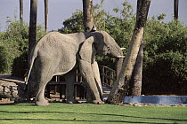 African Elephant (Loxodonta africana) scratching against tree at Palmwag Lodge, Namib , Damaraland, Namibia