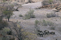 African Elephant (Loxodonta africana) walking through dry river bed, Damaraland, Namibia