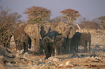 African Elephant (Loxodonta africana) herd at Goas waterhole, Etosha National Park, Namibia