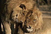 African Lion (Panthera leo) two males, Mt Etjo Game Park, Namibia