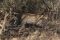 Leopard (Panthera pardus) walking amongst dried vegetation, nearly blending with surroundings, Okonjima Game Park, Namibia
