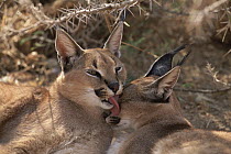 Caracal (Caracal caracal) mutual grooming, Harnas Wildlife Sanctuary, Namibia