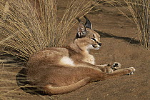 Caracal (Caracal caracal) resting, Harnas Wildlife Sanctuary, Namibia