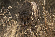 Cheetah (Acinonyx jubatus) snarling, Harnas Wildlife Sanctuary, Namibia