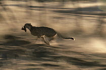 Cheetah (Acinonyx jubatus) running with prey in mouth, Harnas Wildlife Sanctuary, Namibia