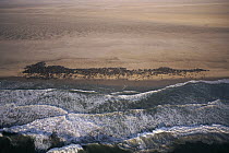 Cape Fur Seal (Arctocephalus pusillus) group on beach, aerial view, Skeleton Coast, Namibia