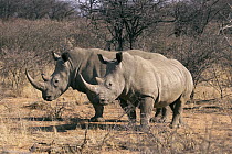 White Rhinoceros (Caratotherium simum) female and calf, Mt Etjo Game Park, Namibia