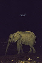 African Elephant (Loxodonta africana) at waterhole at night, Etosha National Park, Namibia