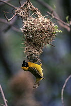 Lesser Masked Weaver (Ploceus intermedius) male displaying beneath nest, savannah, Africa