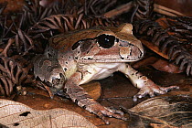 Northern Barred Frog (Mixophyes schevilli) in the rainforest, Kuranda State Forest, Queensland, Australia