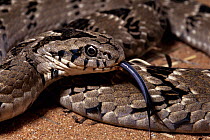 Rhombic Night Adder (Causus rhombeatus) with tongue extended to smell, Africa