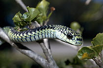 Boomslang (Dispholidus typus) highly venomous arboreal snake, Africa