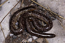 Giant Blind Snake (Typhlops schlegelii) coiled on ground, southern Africa
