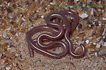 Western Thread Snake (Leptotyphlops occidentalis) coiled on ground, Etosha National Park, Namibia