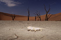 Namaqua Chameleon (Chamaeleo namaquensis), Sossusvlei, Namib Desert, Namibia