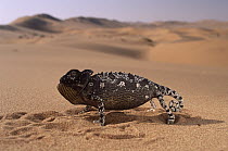 Namaqua Chameleon (Chamaeleo namaquensis) defensive display, Namib Desert, Damaraland, Namibia
