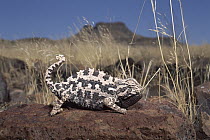 Namaqua Chameleon (Chamaeleo namaquensis) displaying, Namib Desert, Damaraland, Namibia