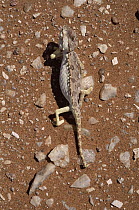Namaqua Chameleon (Chamaeleo namaquensis), Namib Desert, Damaraland, Namibia