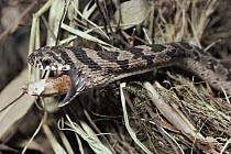 Common Egg-eating Snake (Dasypeltis scabra) regurgitating egg shell, Africa