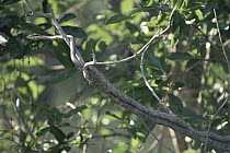 Twig Snake (Thelotornis capensis) camouflaged in tree, South Africa
