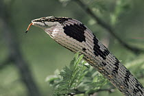 Twig Snake (Thelotornis capensis) inflating throat in threat display, South Africa